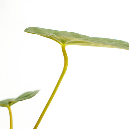Anthurium corduroy x fort sherman