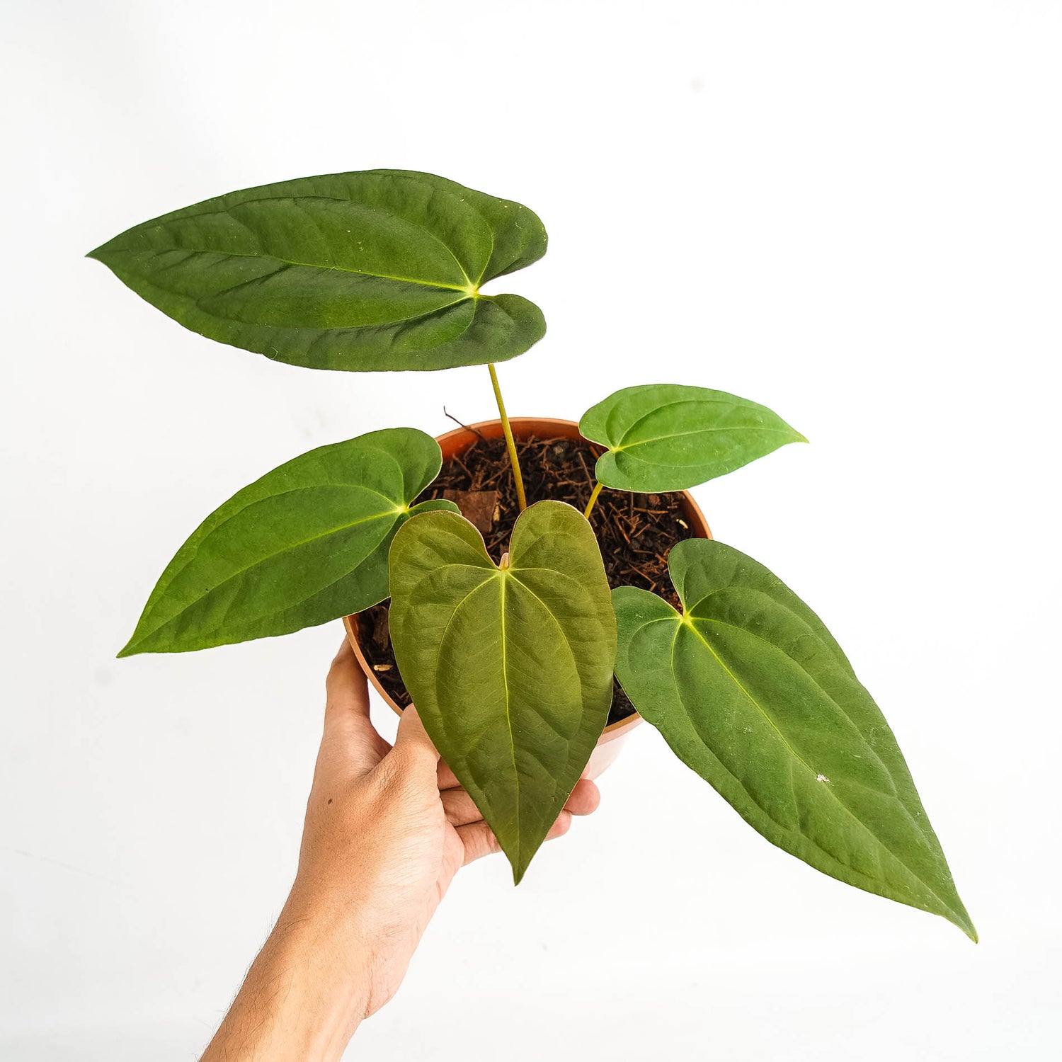 Anthurium corduroy x fort sherman