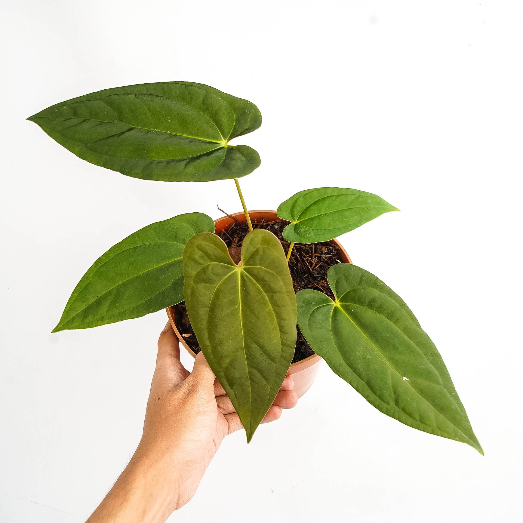 Anthurium corduroy x fort sherman