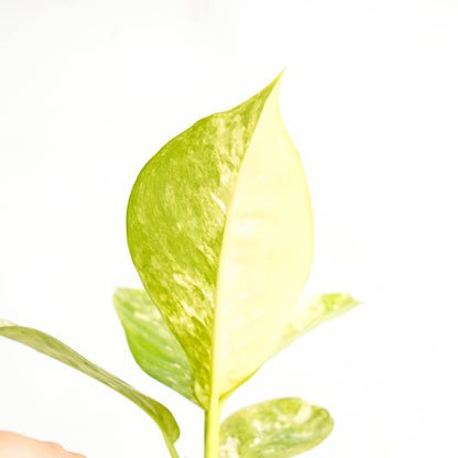 Diffenbachia Round Variegated