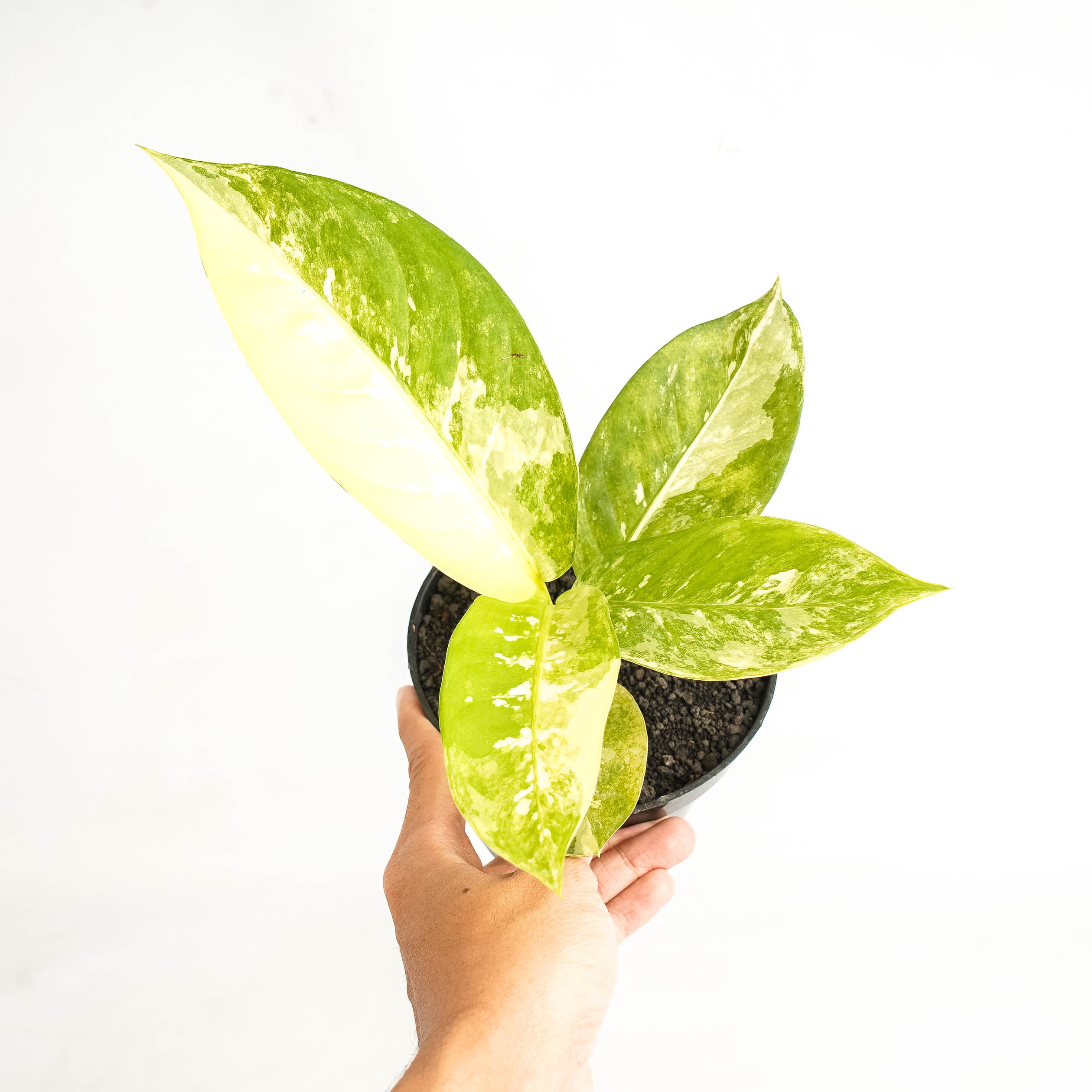 Diffenbachia Round Variegated