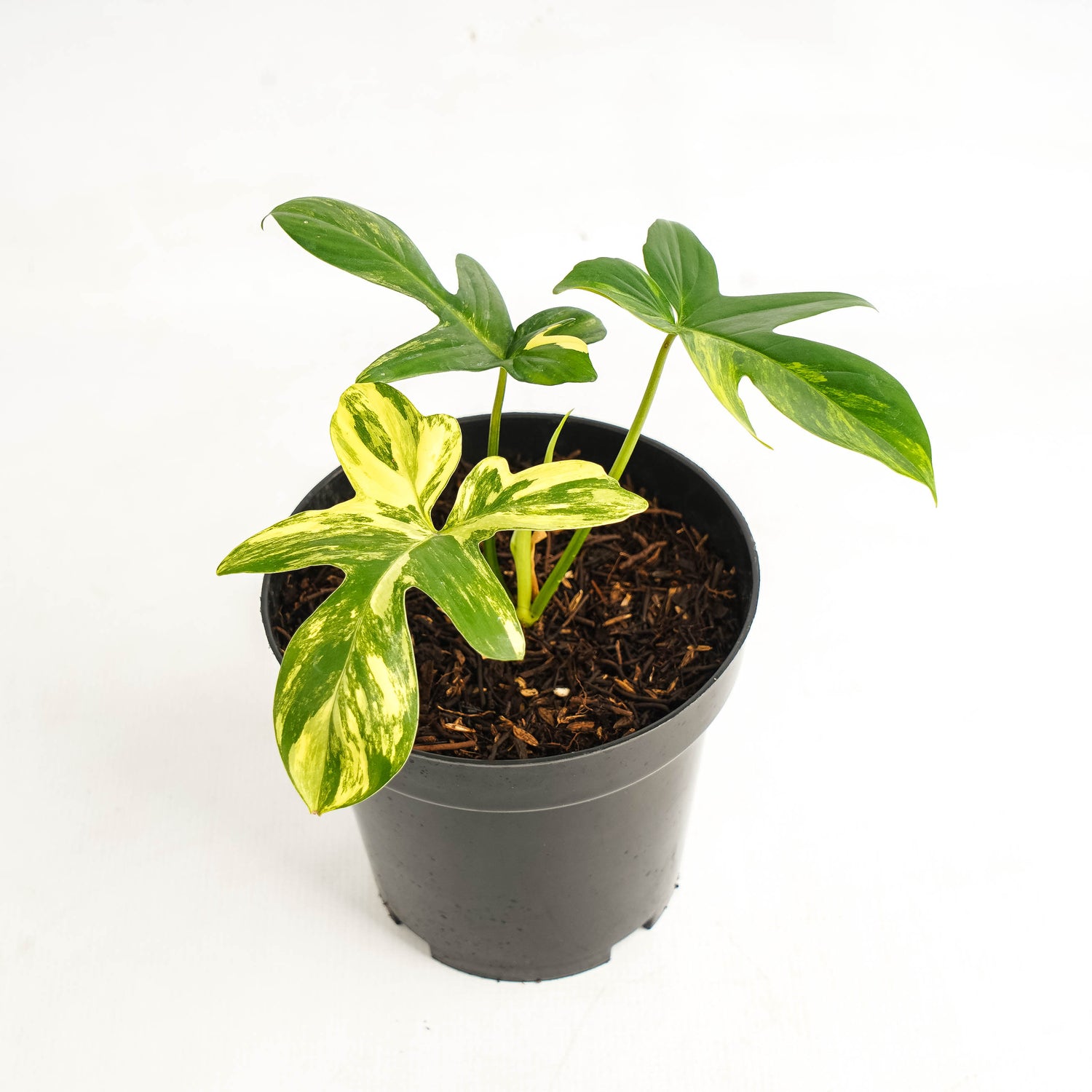 Philodendron Pedatum Variegated