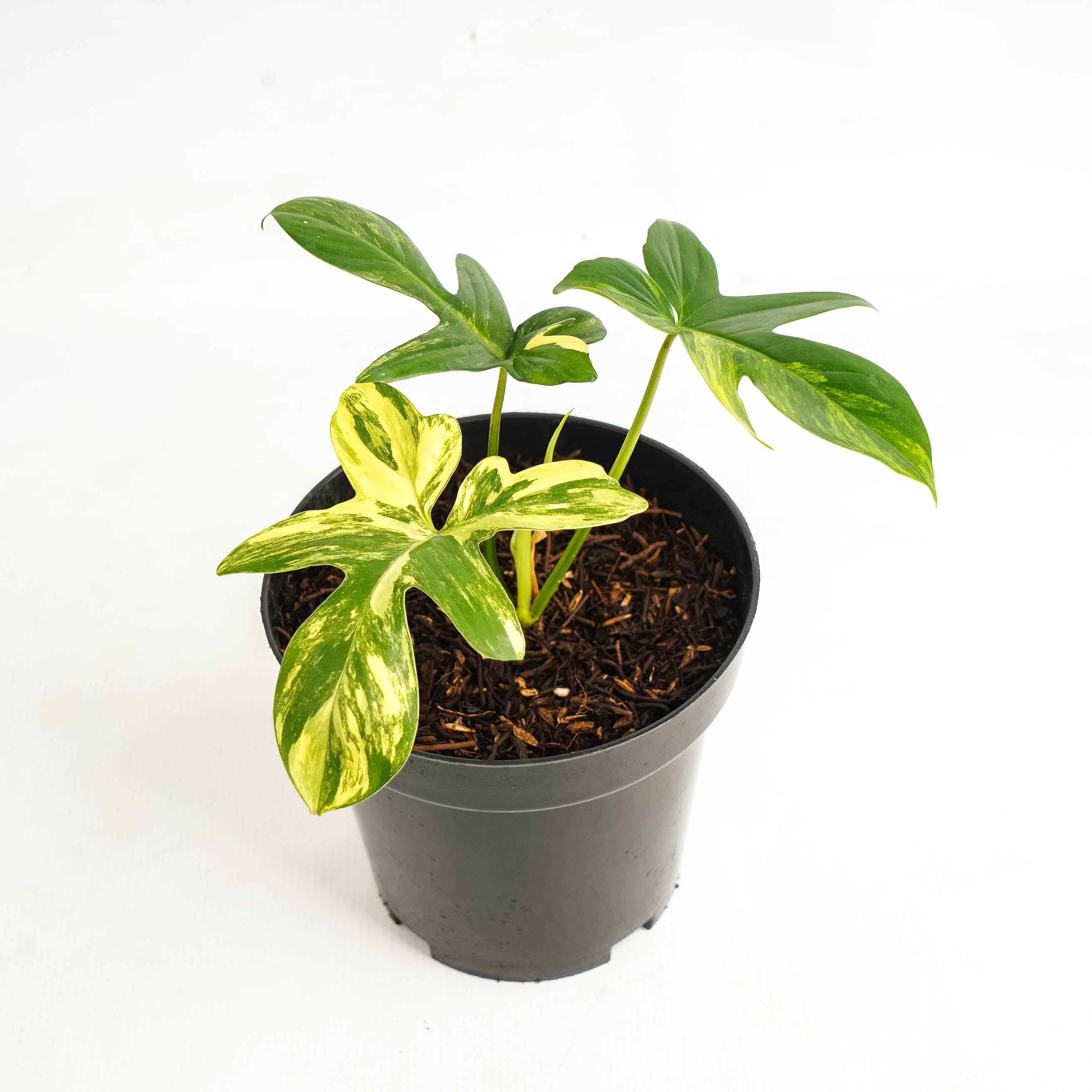 Philodendron Pedatum Variegated