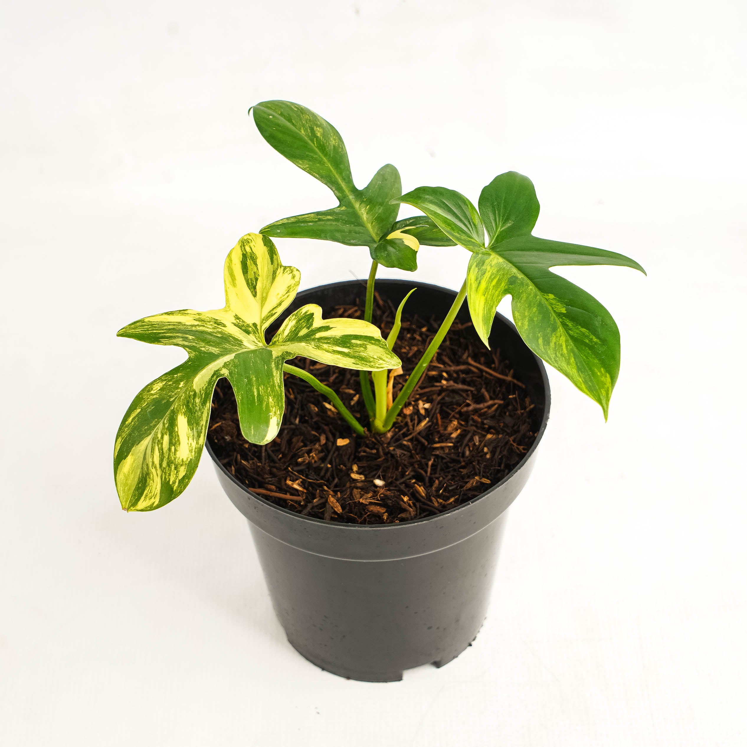 Philodendron Pedatum Variegated