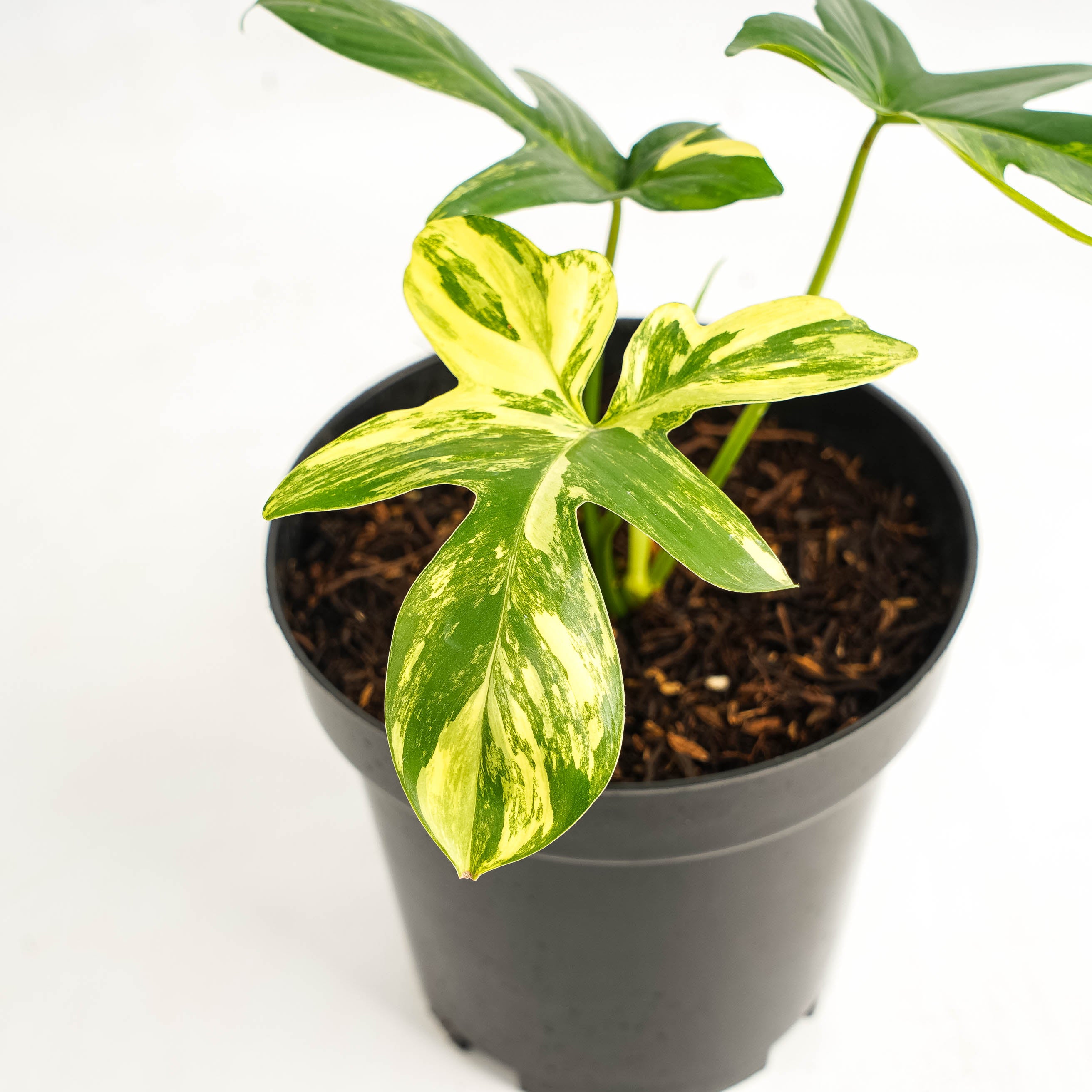 Philodendron Pedatum Variegated