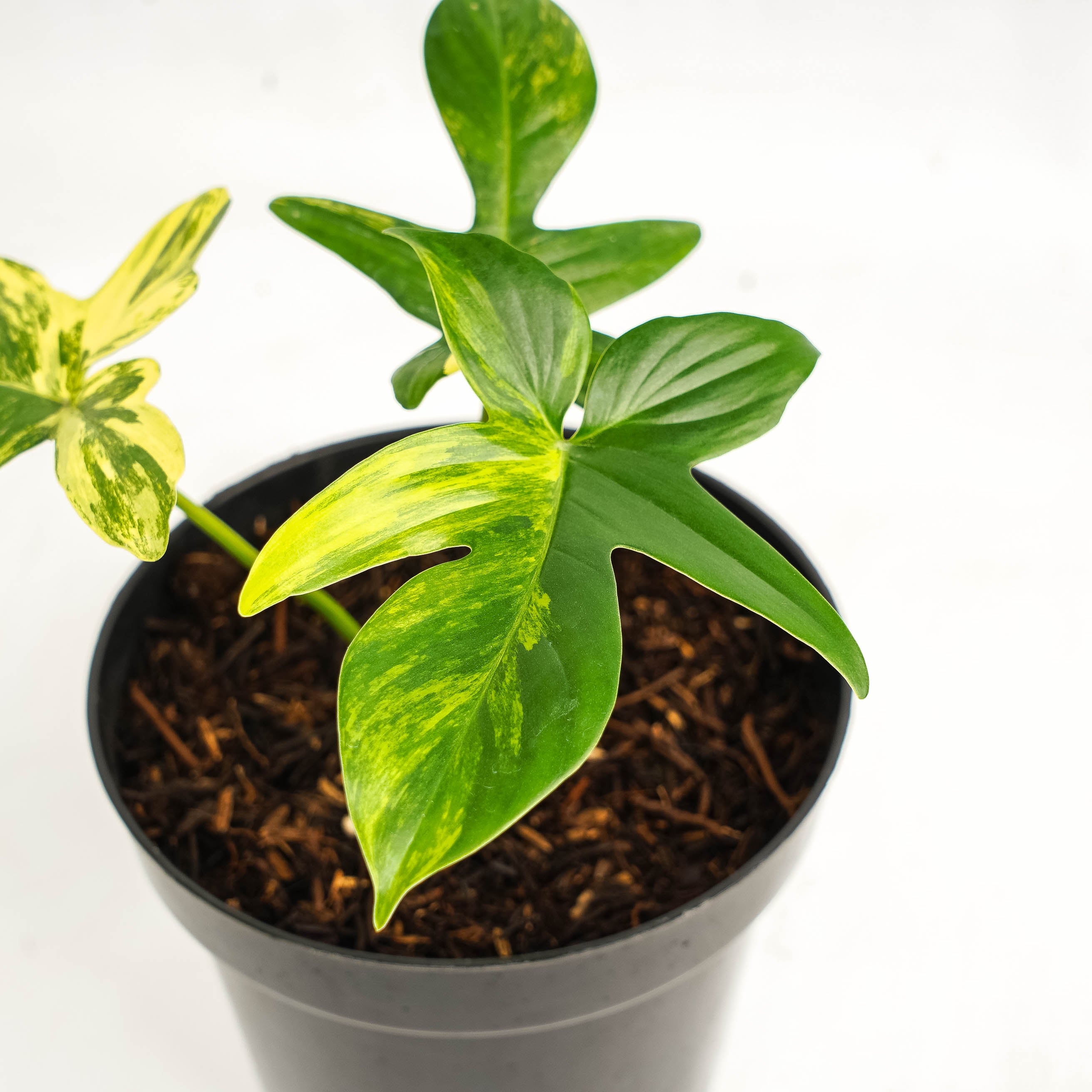 Philodendron Pedatum Variegated