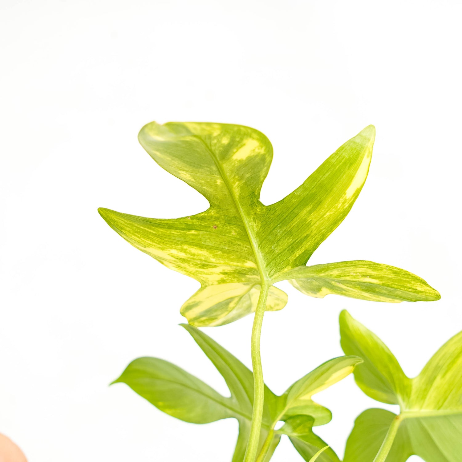 Philodendron Pedatum Variegated