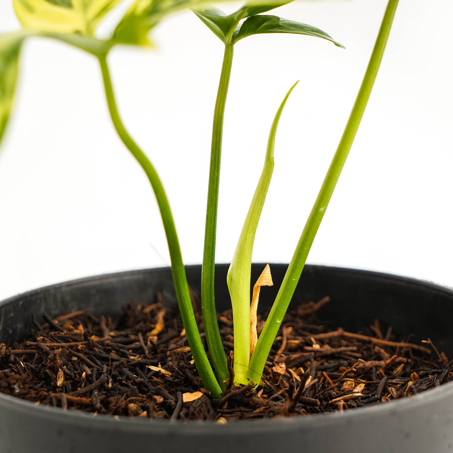 Philodendron Pedatum Variegated