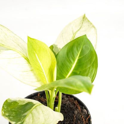 Diffenbachia Mint
