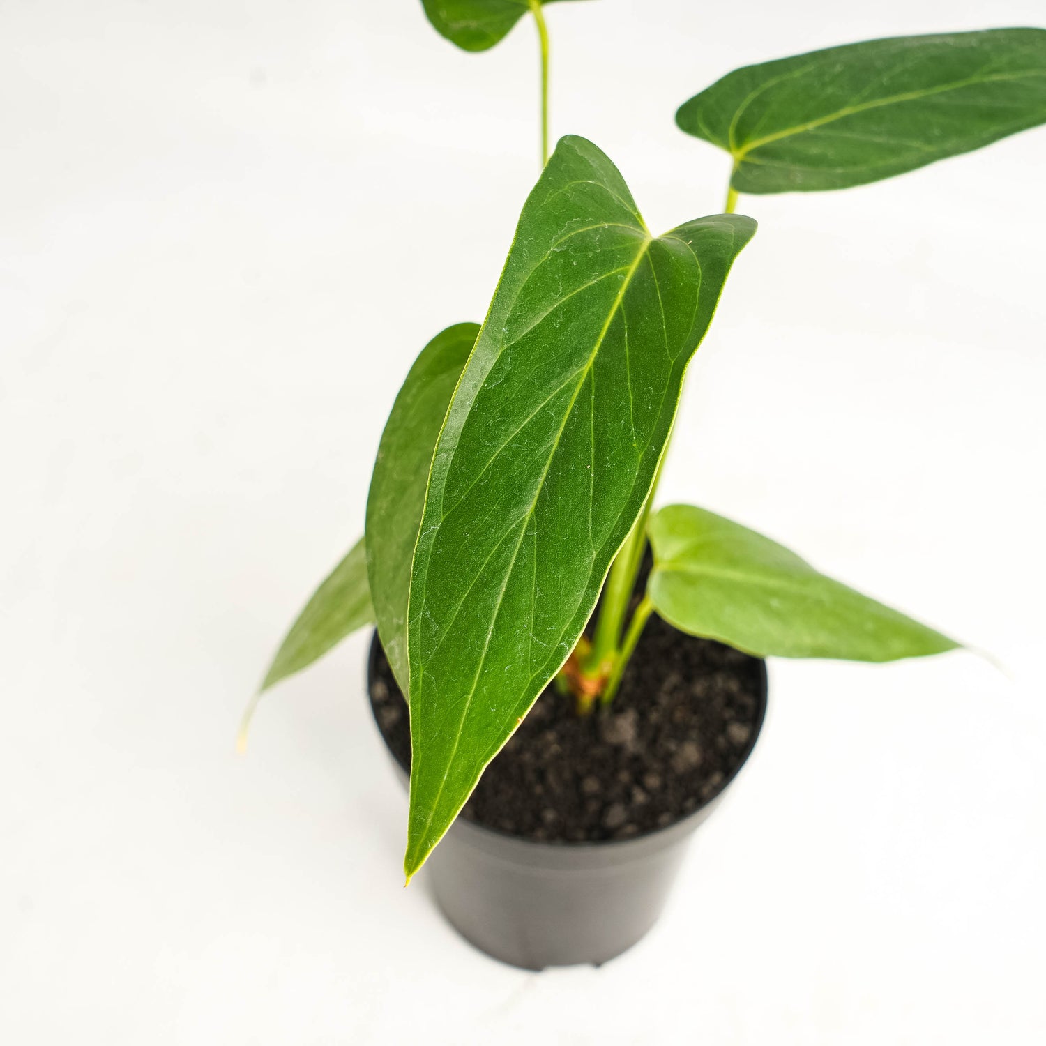 anthurium gigas Anthurium Chiapense