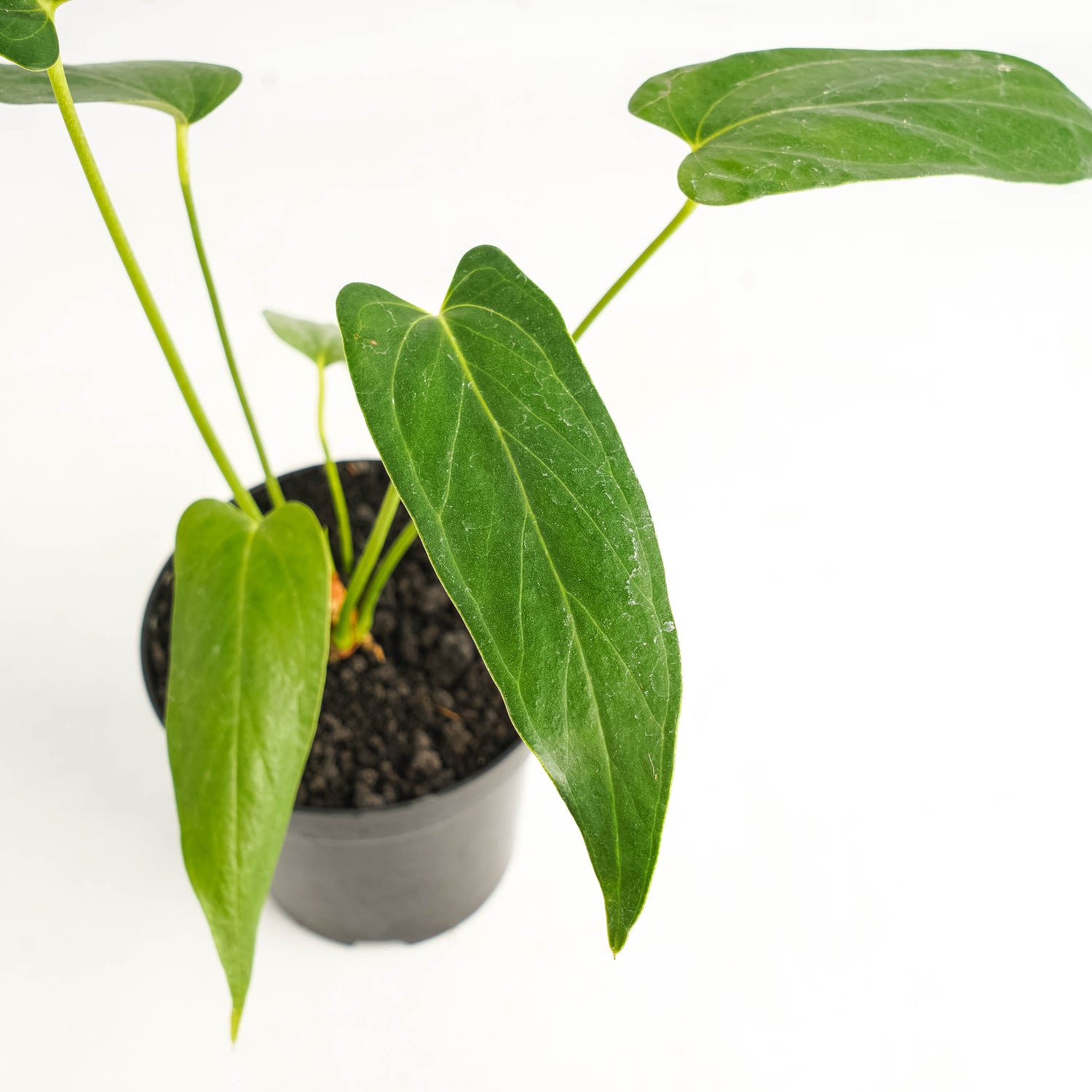 anthurium chiapense Anthurium Chiapense
