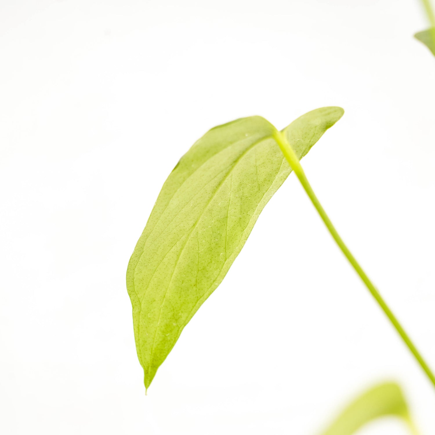 Anthurium Chiapense