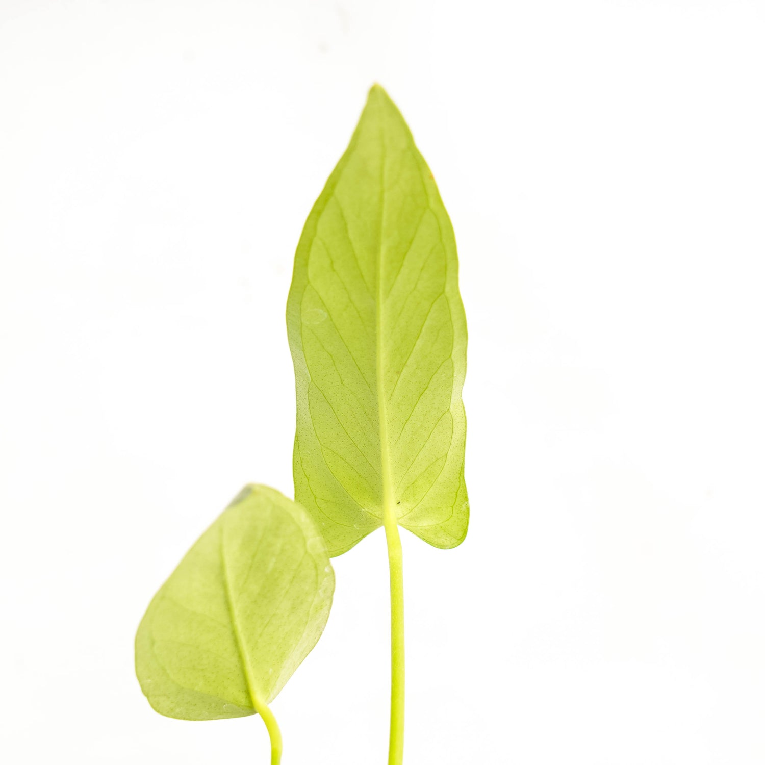 anthurium chiapense Anthurium Chiapense – Greenspaces.id
