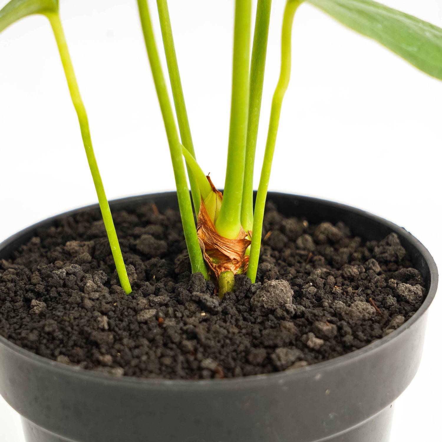 anthurium chiapasense Anthurium Chiapense – Greenspaces.id