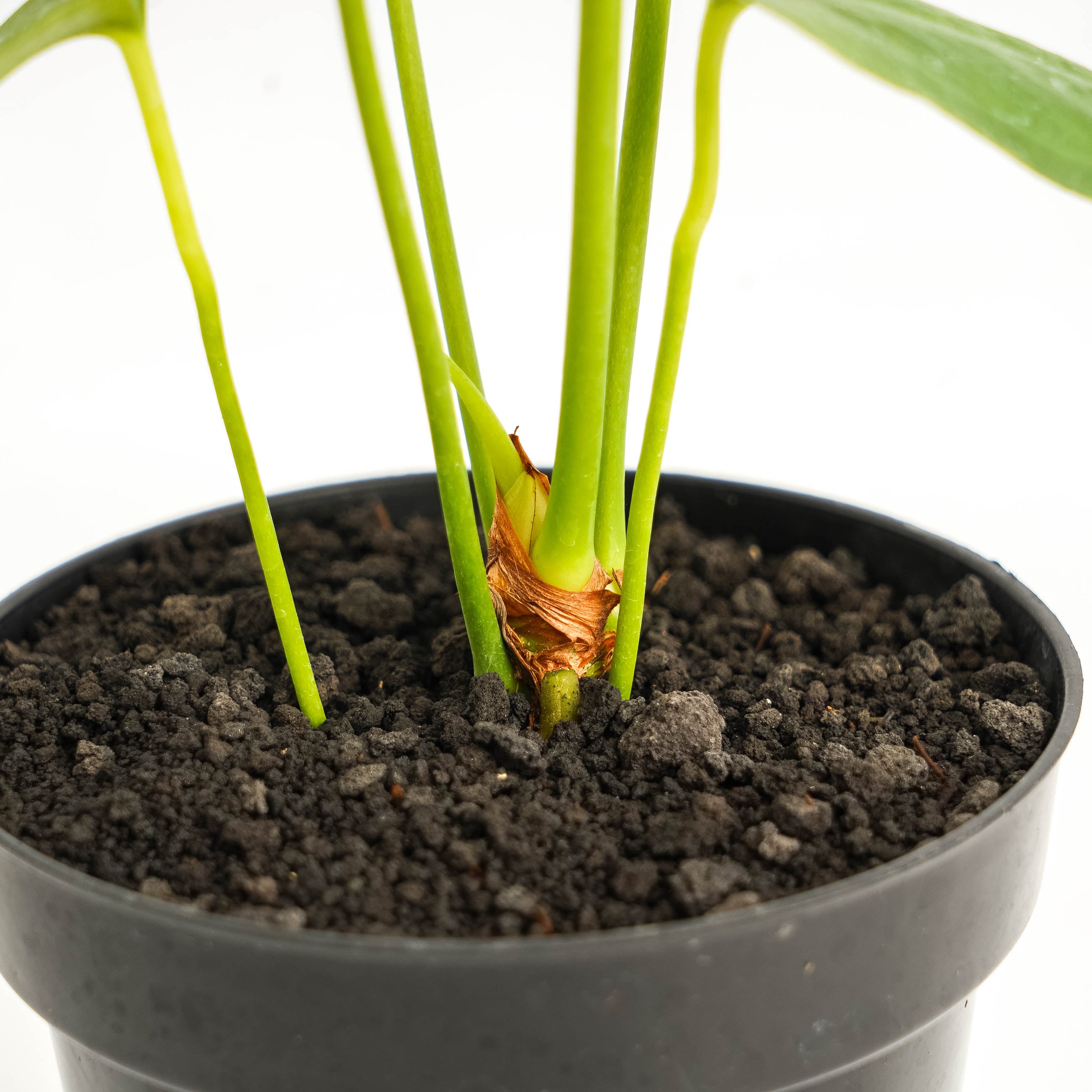 Anthurium Chiapense