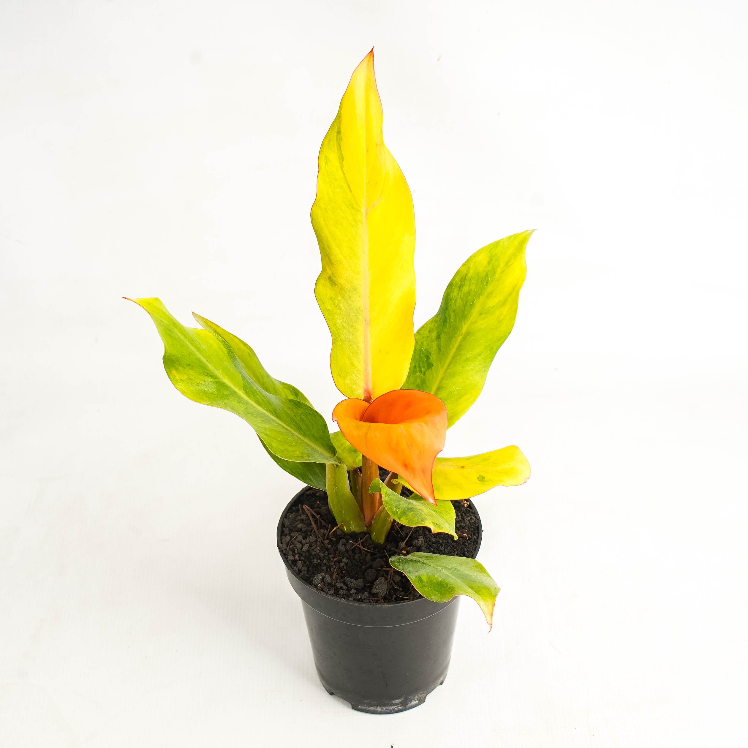 Philodendron Orange Marmalade Variegated