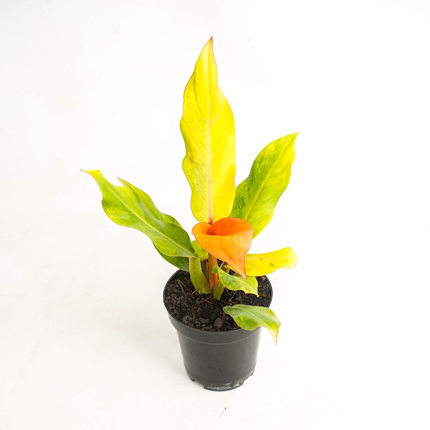 Philodendron Orange Marmalade Variegated