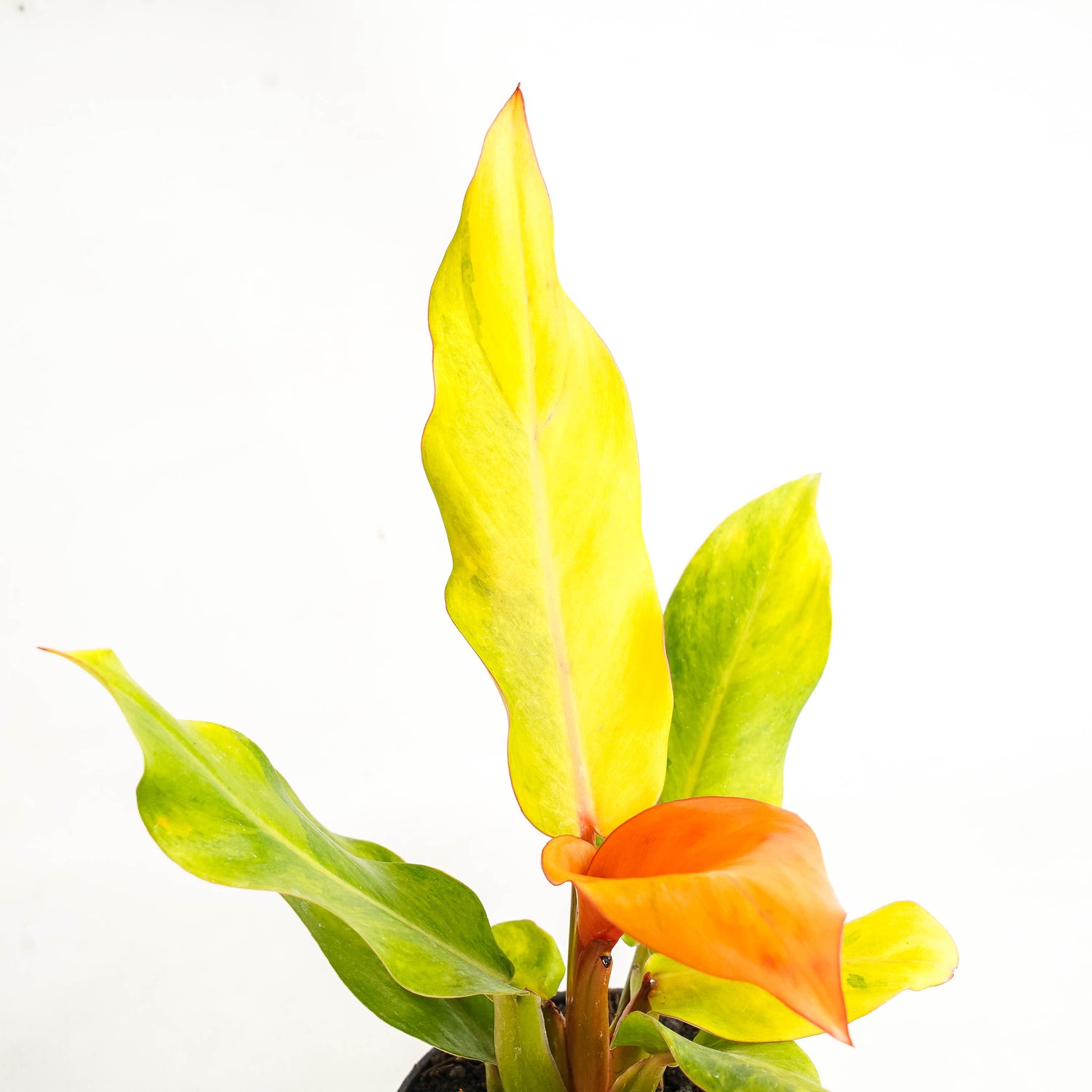 Philodendron Orange Marmalade Variegated