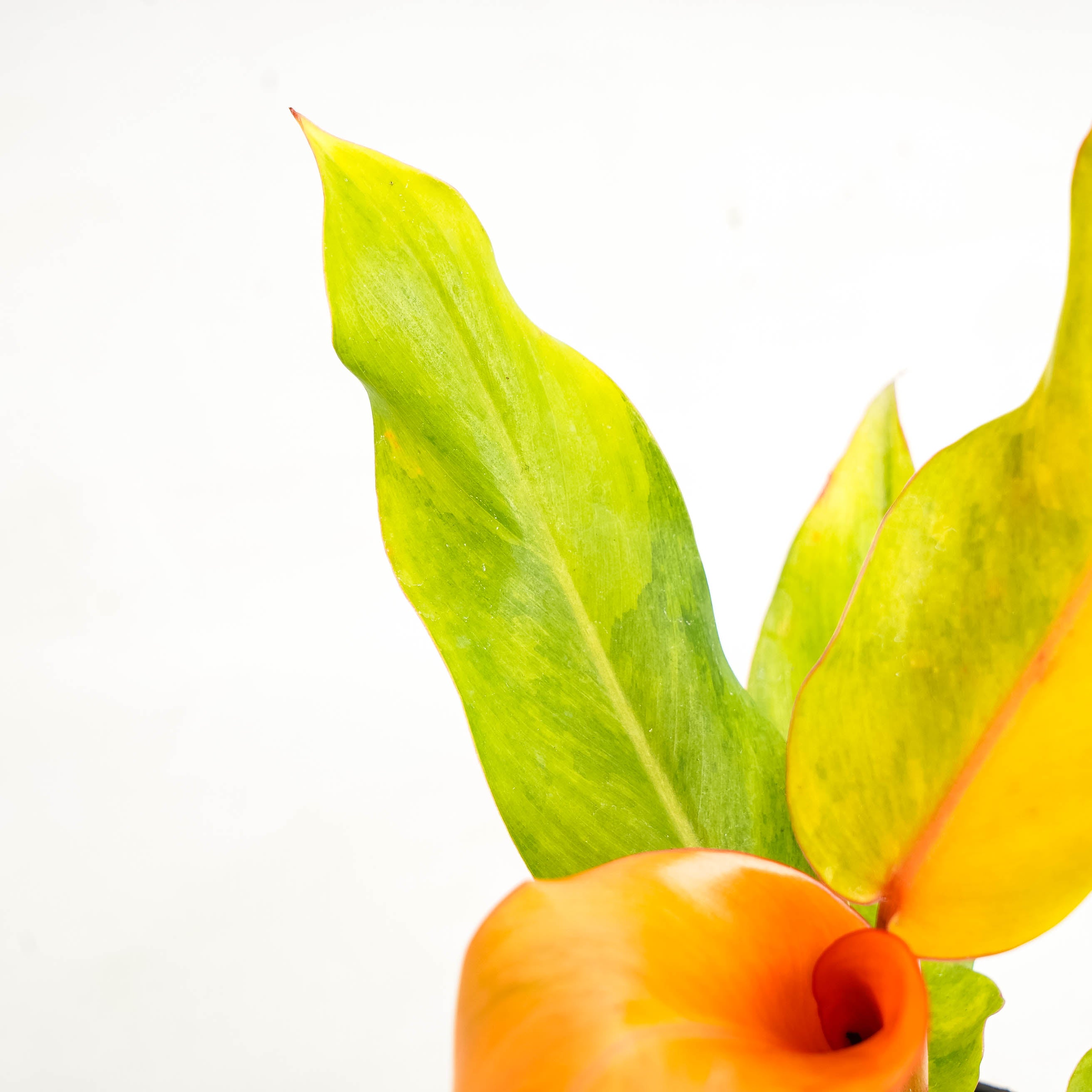 Philodendron Orange Marmalade Variegated