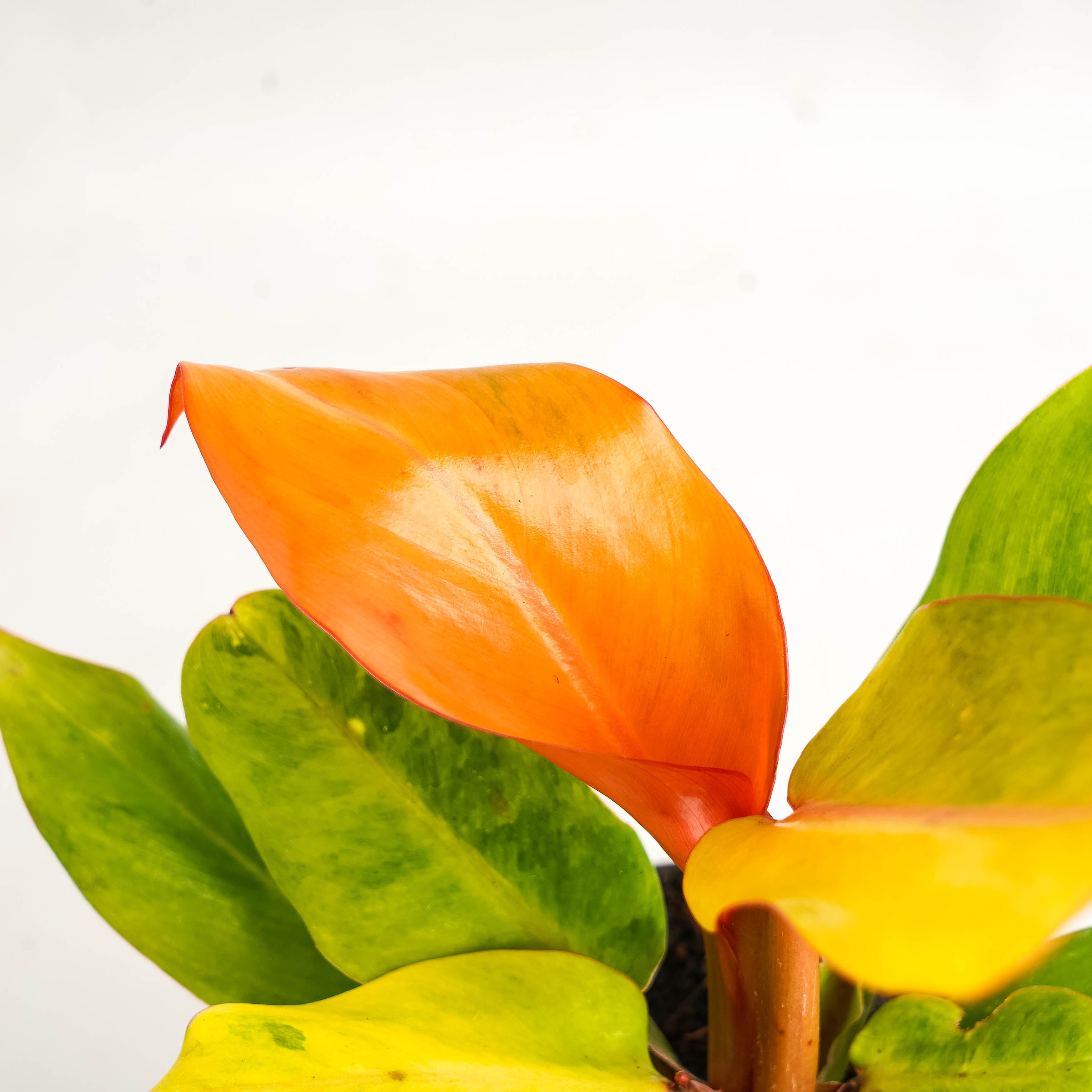 Philodendron Orange Marmalade Variegated