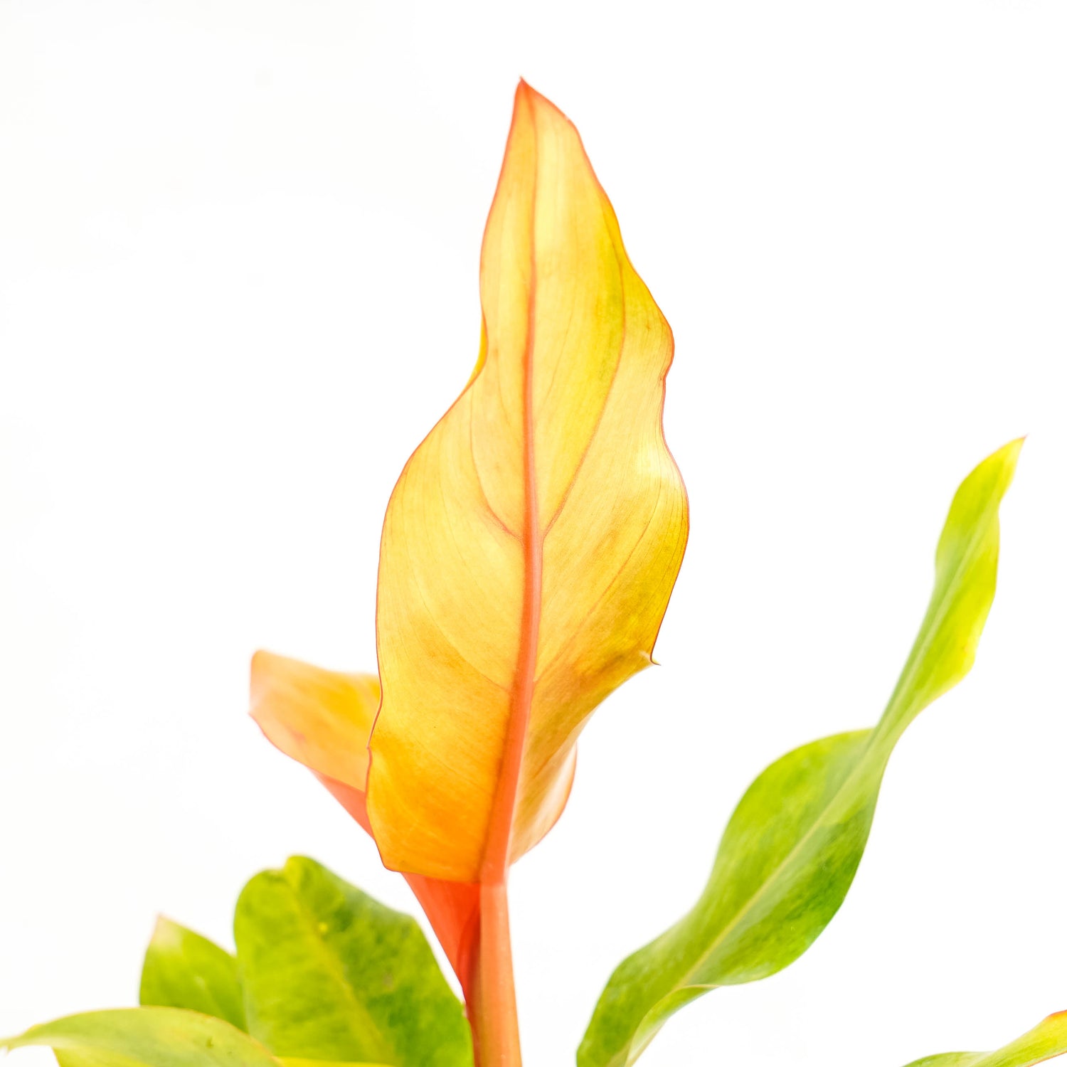 Philodendron Orange Marmalade Variegated