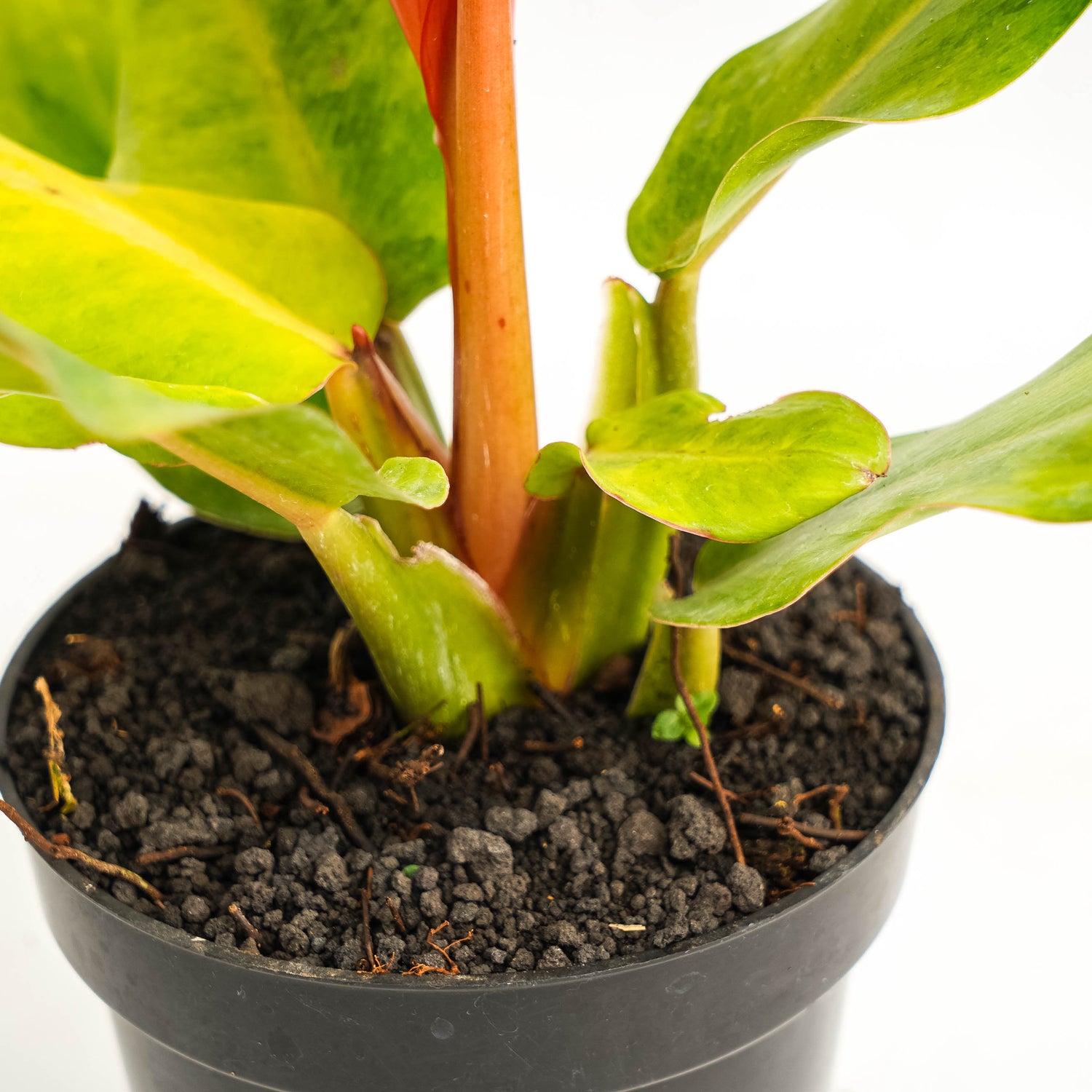 Philodendron Orange Marmalade Variegated