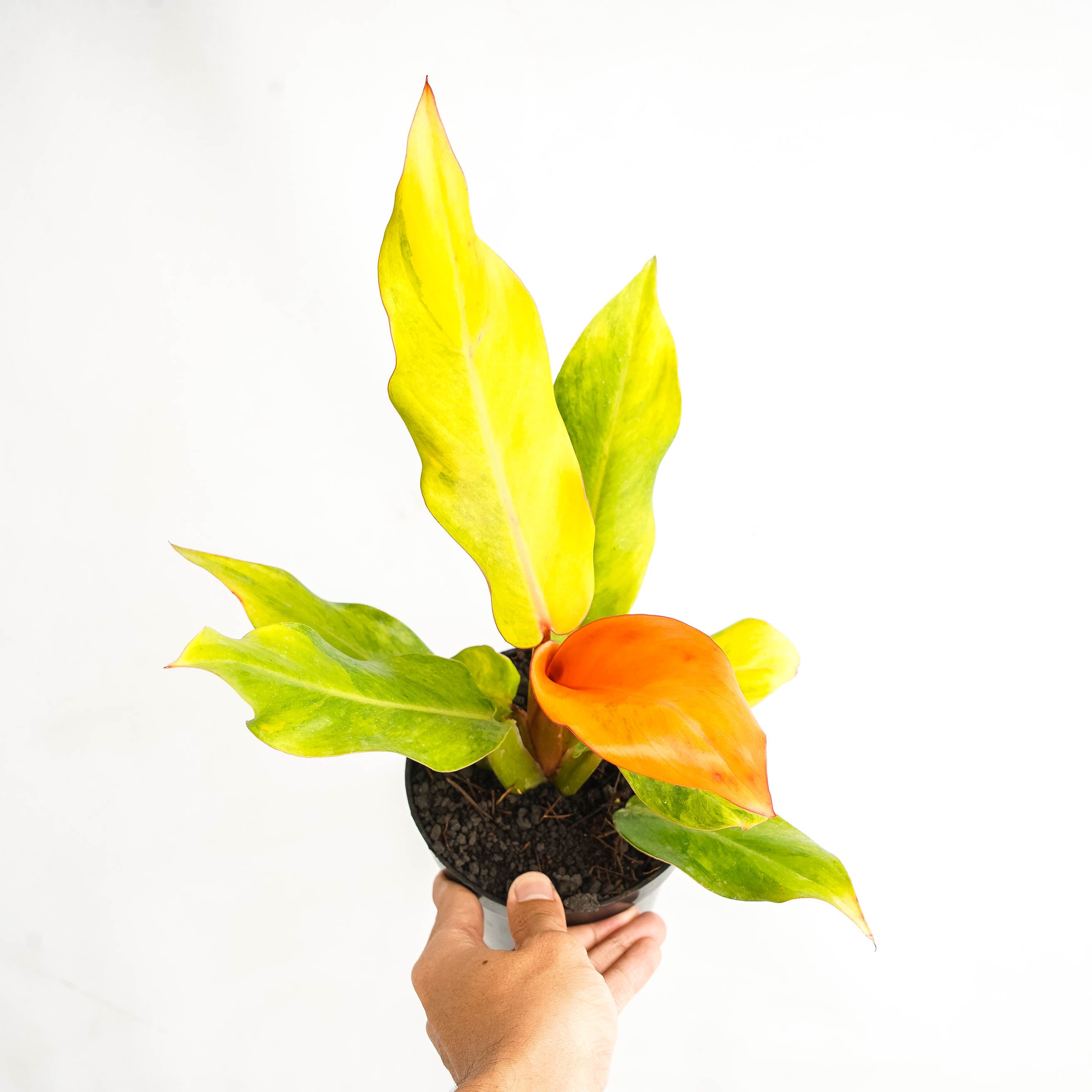 Philodendron Orange Marmalade Variegated