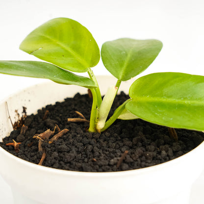 Philodendron Florida Beauty x Distantilobum