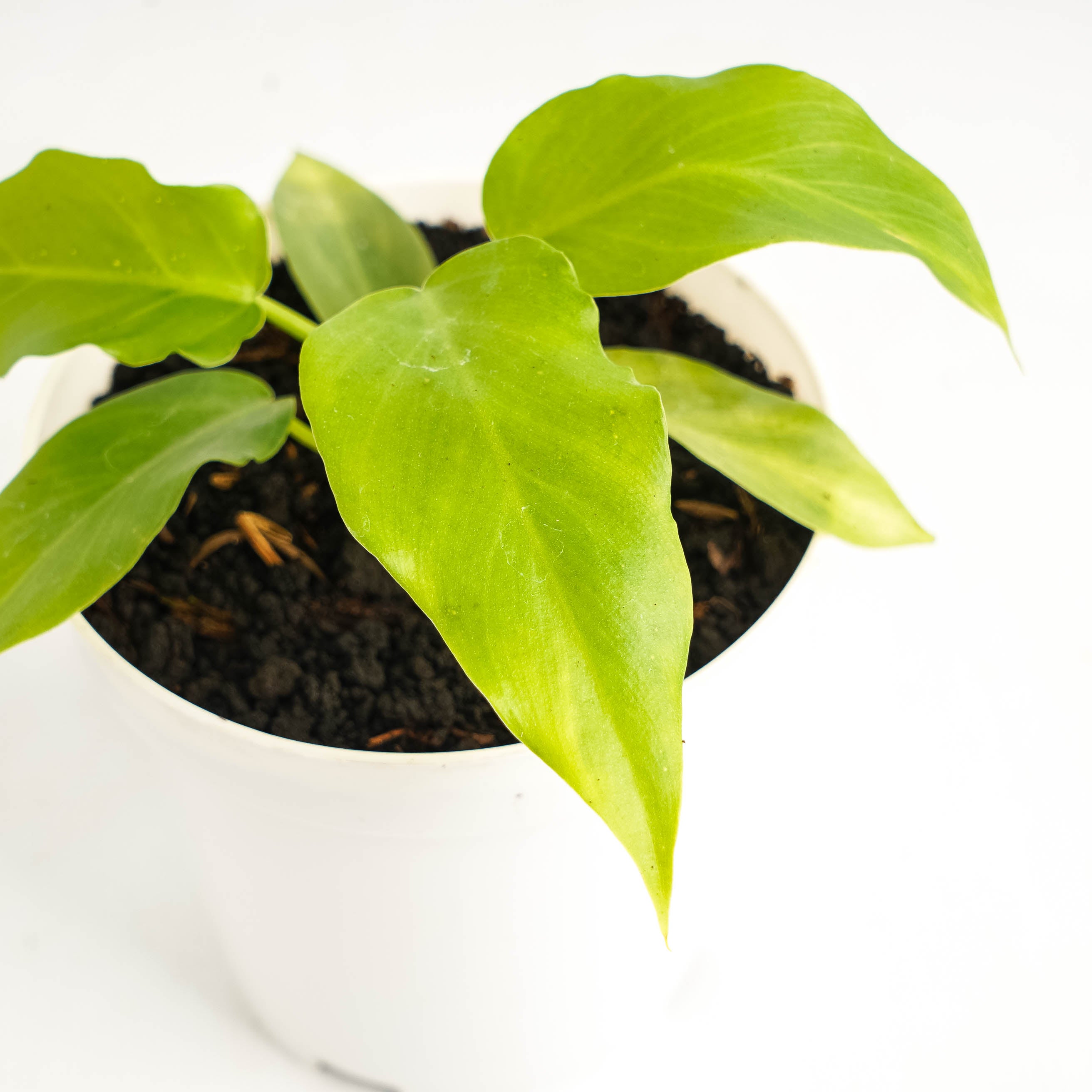 Philodendron Radiatum x Distantilobum