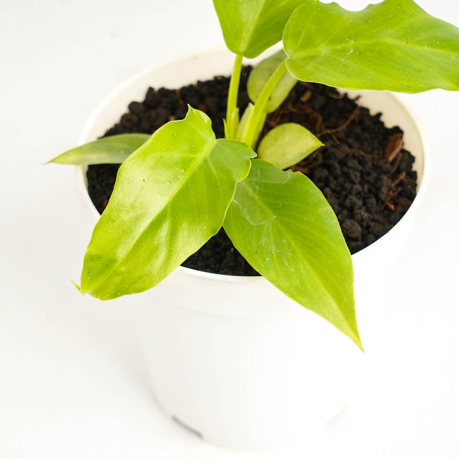 Philodendron Radiatum x Distantilobum