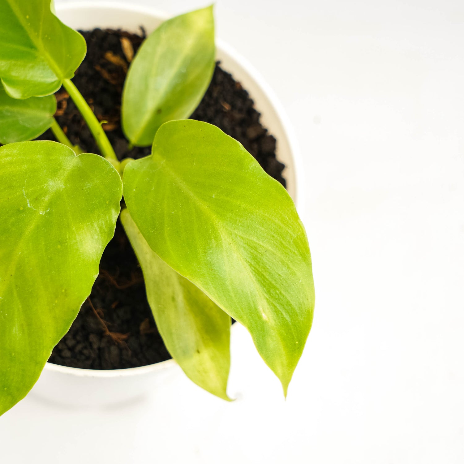 Philodendron Radiatum x Distantilobum