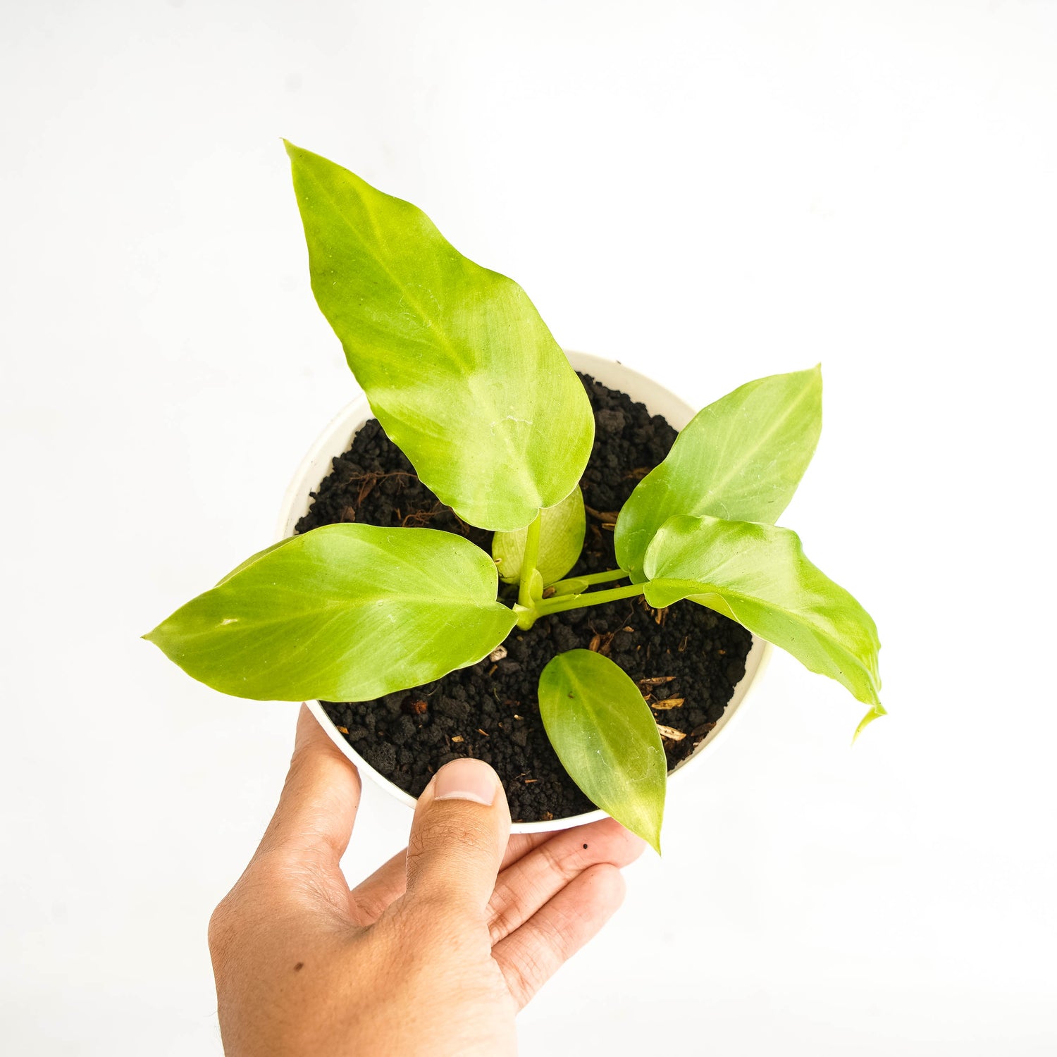 Philodendron Radiatum x Distantilobum