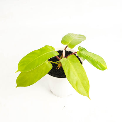 Philodendron Florida Ghost X Squamiferum