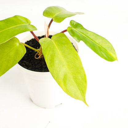 Philodendron Florida Ghost X Squamiferum