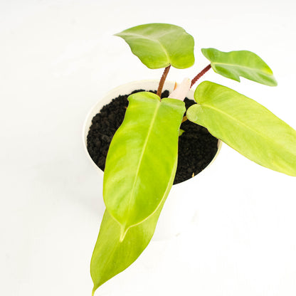 Philodendron Florida Ghost X Squamiferum