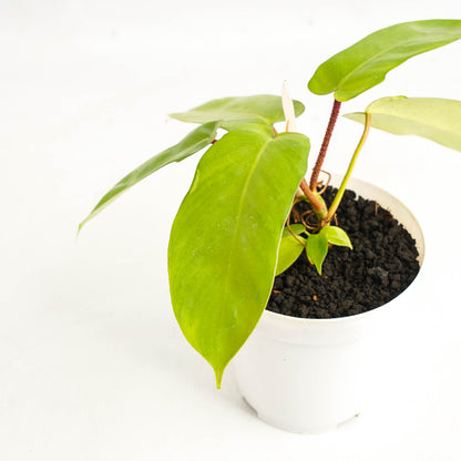 Philodendron Florida Ghost X Squamiferum