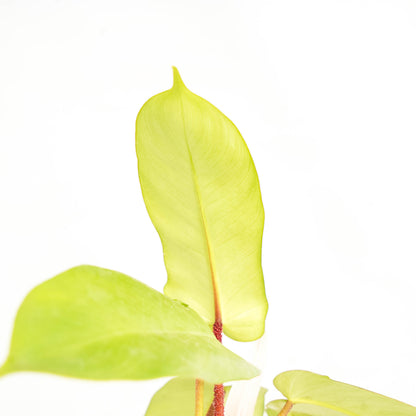 Philodendron Florida Ghost X Squamiferum