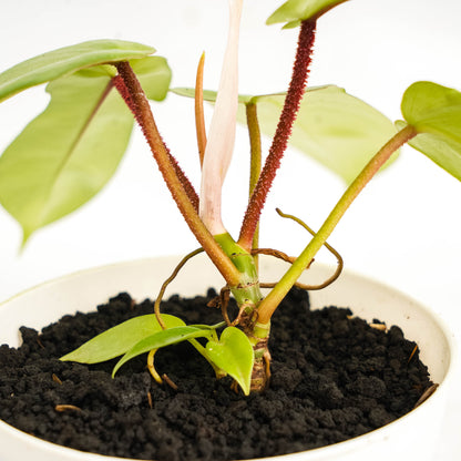 Philodendron Florida Ghost X Squamiferum