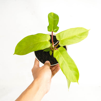 Philodendron Florida Ghost X Squamiferum