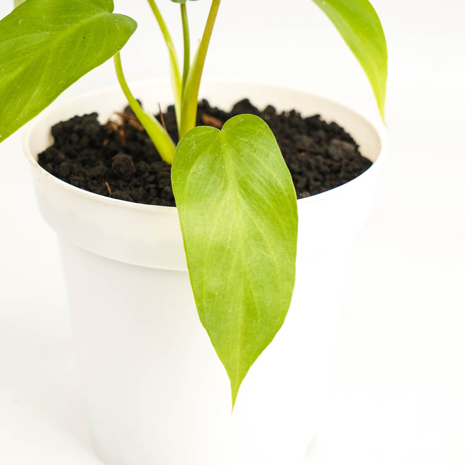 Philodendron Florida Beauty x Radiatum