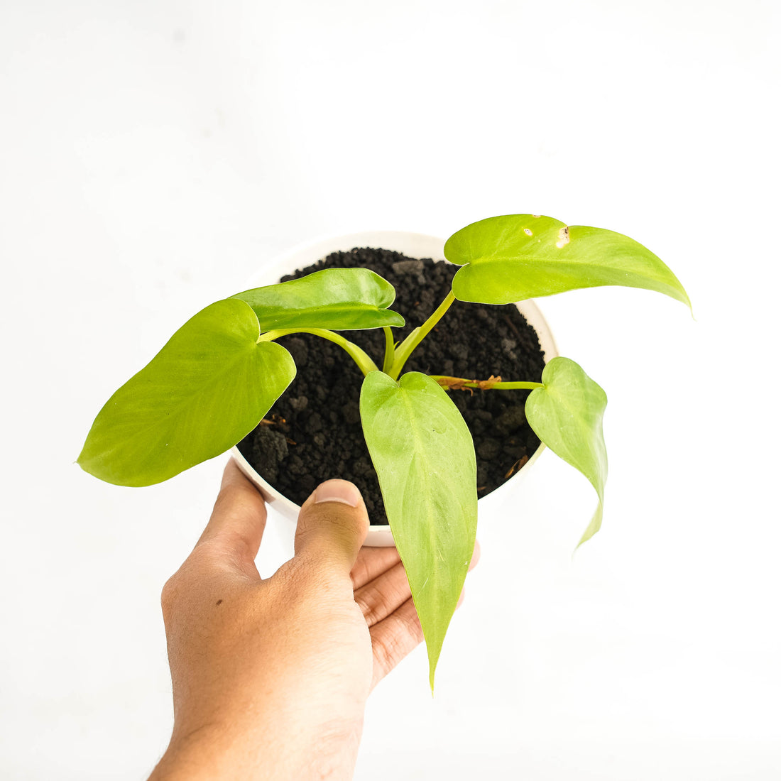 Philodendron Florida Beauty x Radiatum