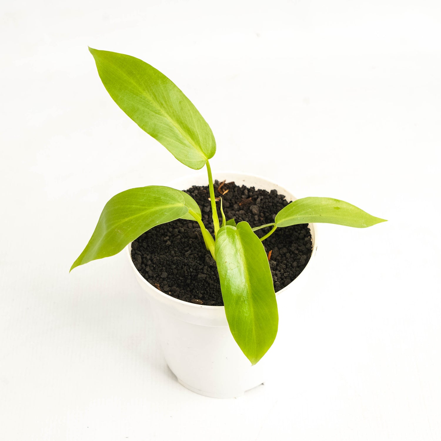 Philodendron Radiatum Variegated x Florida Beauty Variegated