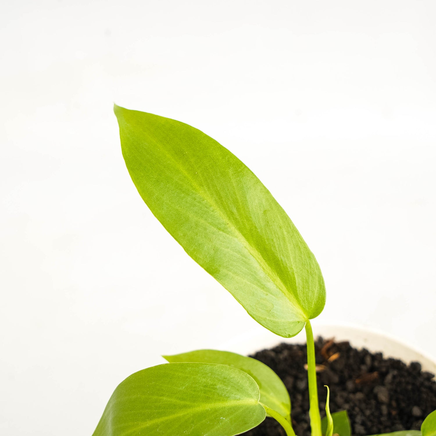 Philodendron Radiatum Variegated x Florida Beauty Variegated