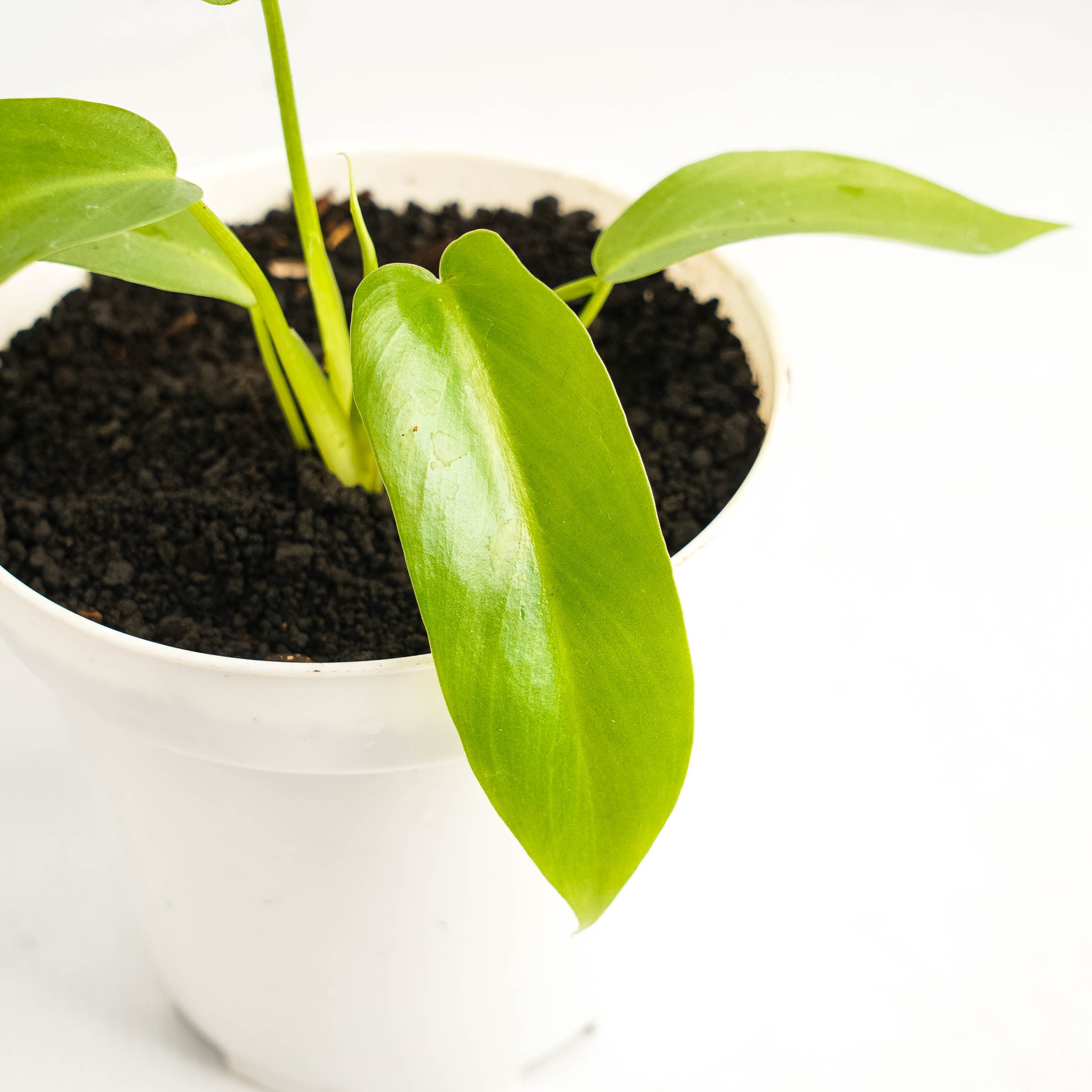 Philodendron Radiatum Variegated x Florida Beauty Variegated