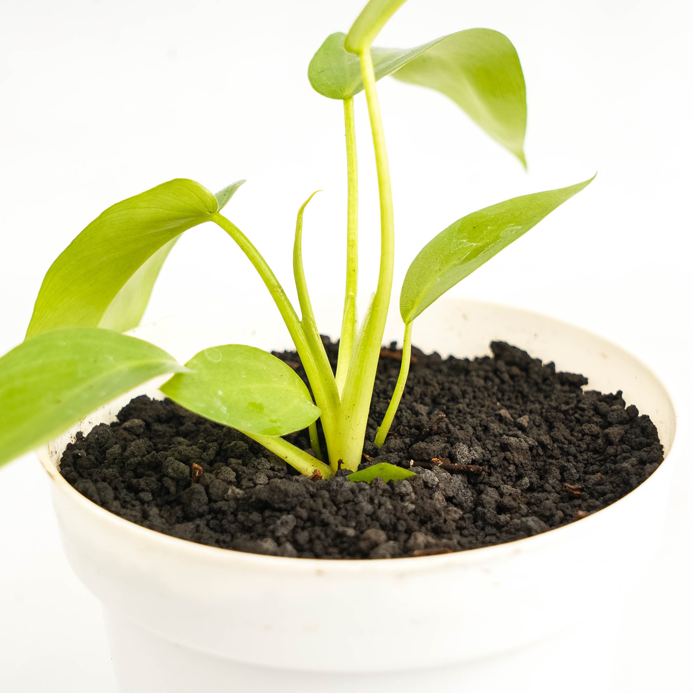 Philodendron Radiatum Variegated x Florida Beauty Variegated