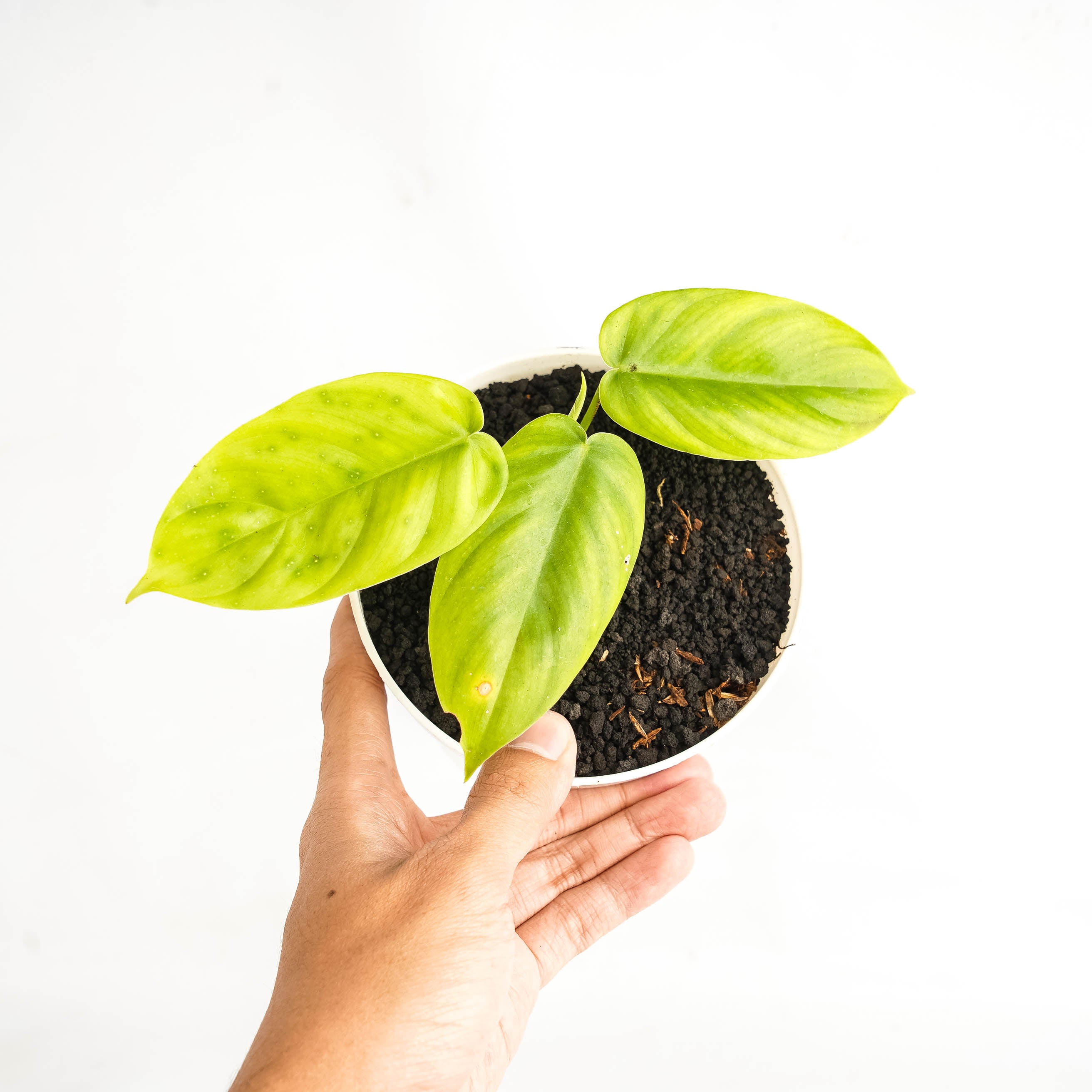 Philodendron Florida Beauty x Tanue