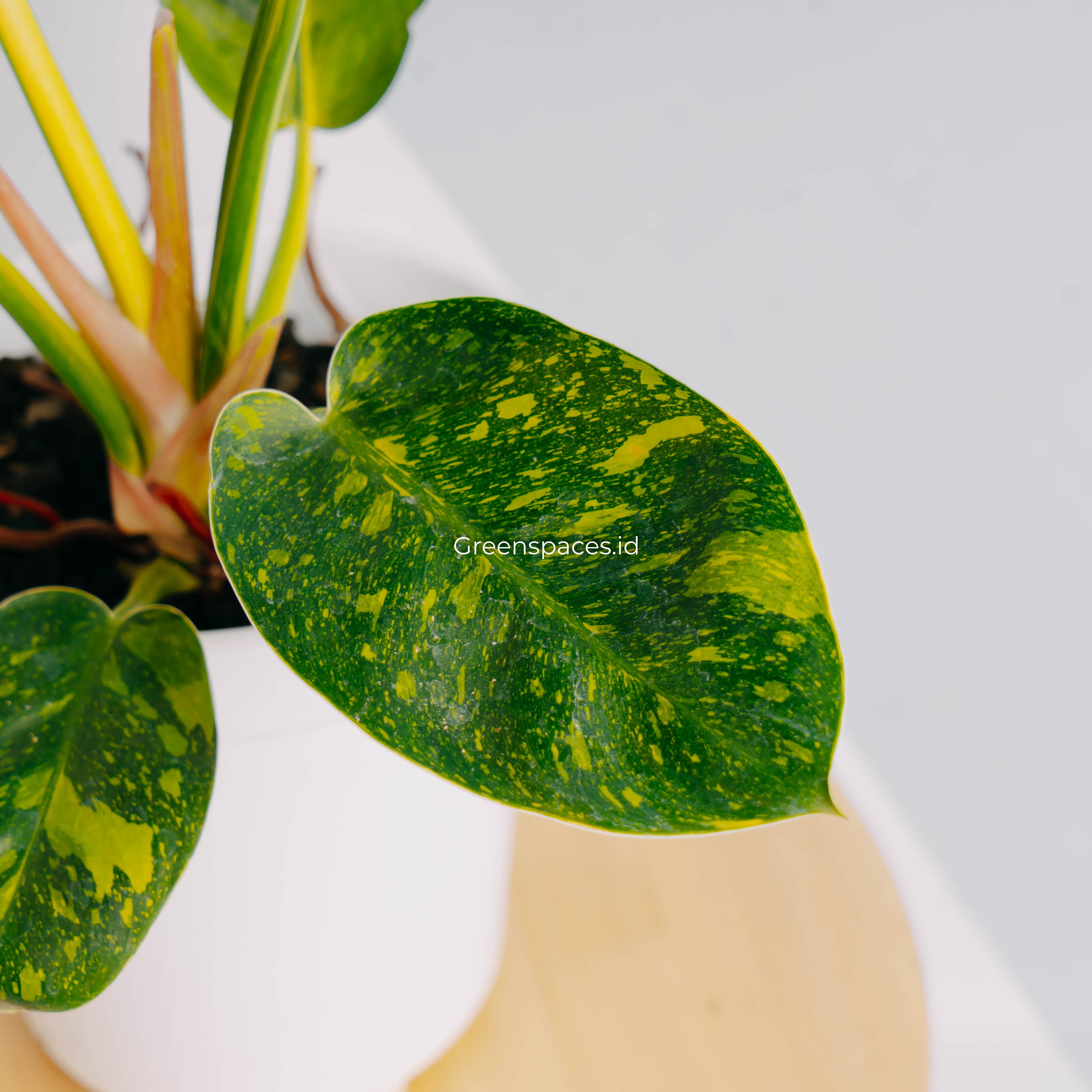 Philodendron Green Congo Marble Variegated-Greenspaces.id