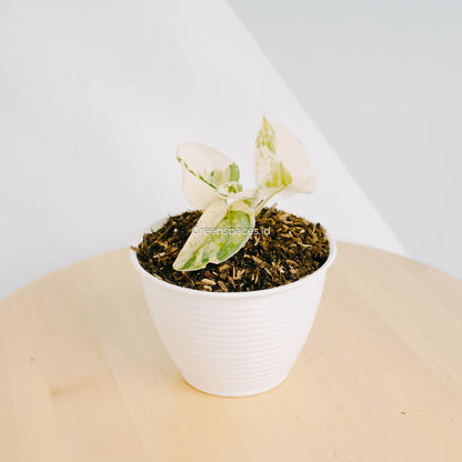 Scindapsus Mayari Variegated-Greenspaces.id