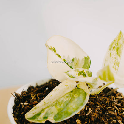 Scindapsus Mayari Variegated-Greenspaces.id