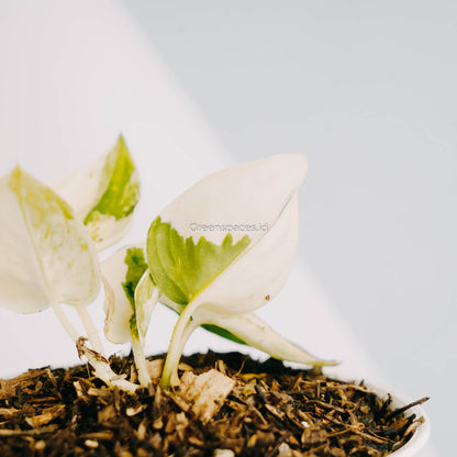 Scindapsus Mayari Variegated-Greenspaces.id